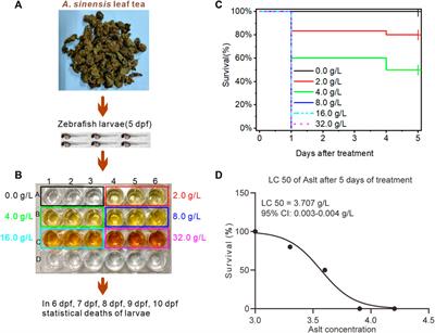 Aquilaria sinensis leaf tea affects the immune system and increases sleep in zebrafish